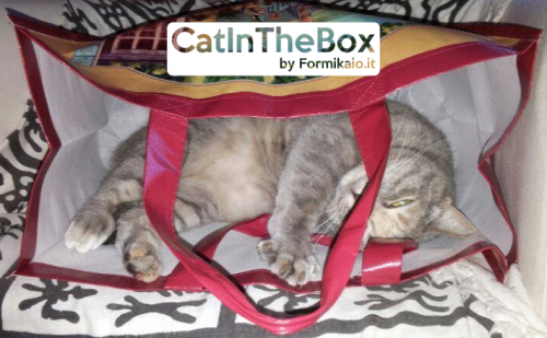 cat_in_the_box